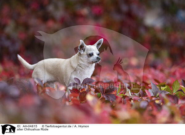 alter Chihuahua Rde / AH-04815