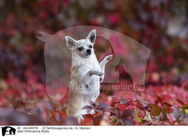 alter Chihuahua Rde / AH-04816