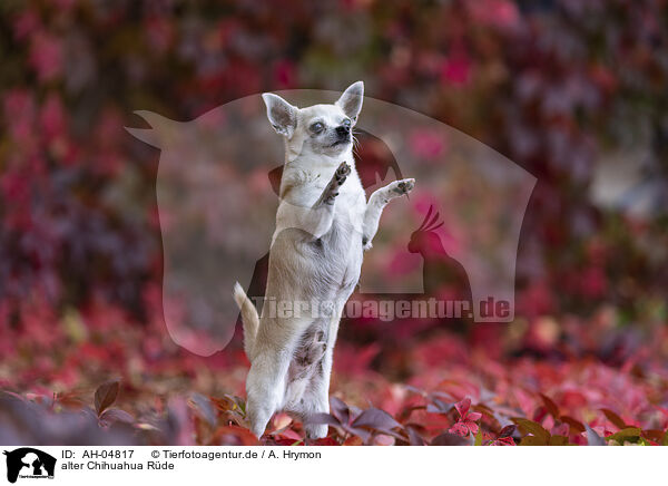 alter Chihuahua Rde / AH-04817