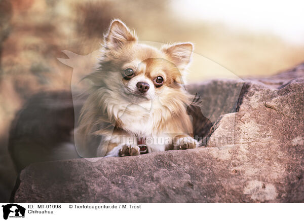 Chihuahua / MT-01098
