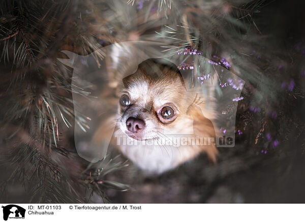 Chihuahua / MT-01103