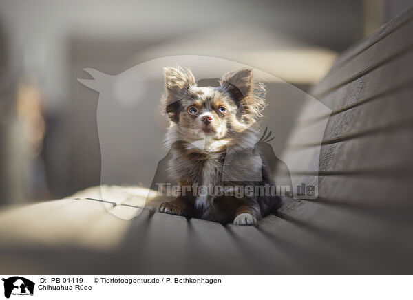 Chihuahua Rde / PB-01419