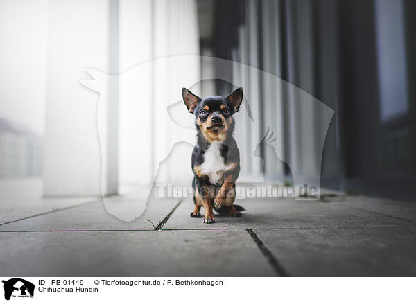 Chihuahua Hndin / PB-01449