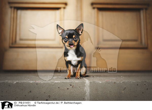 Chihuahua Hndin / female Chihuahua / PB-01451