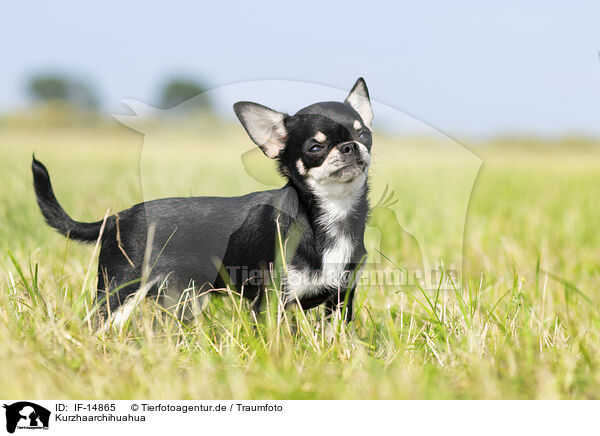 Kurzhaarchihuahua / shorthaired Chihuahua / IF-14865