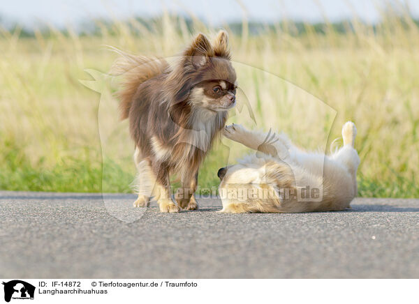 Langhaarchihuahuas / longhaired Chihuahuas / IF-14872