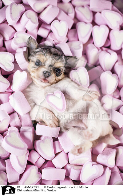 Chihuahua-Mischling Welpe / Chihuahua-Mongrel Puppy / JAM-02391
