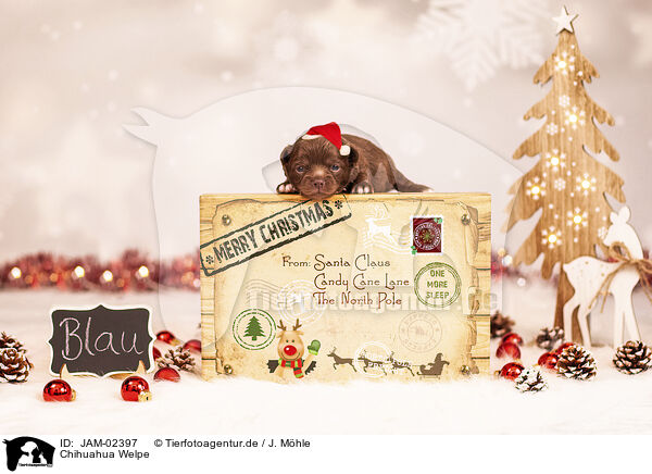 Chihuahua Welpe / Chihuahua Puppy / JAM-02397