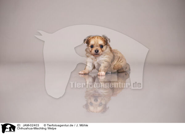 Chihuahua-Mischling Welpe / Chihuahua-Mongrel Puppy / JAM-02403