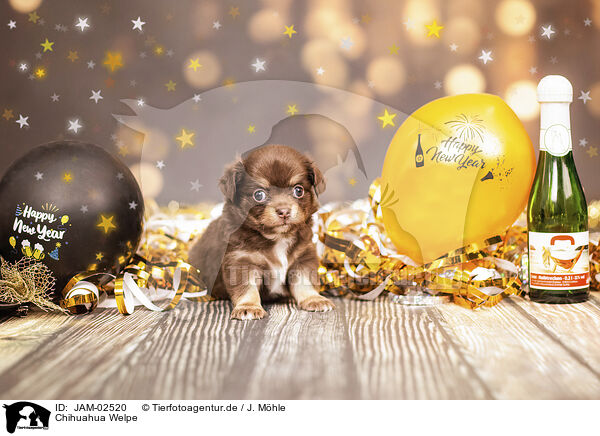 Chihuahua Welpe / Chihuahua Puppy / JAM-02520