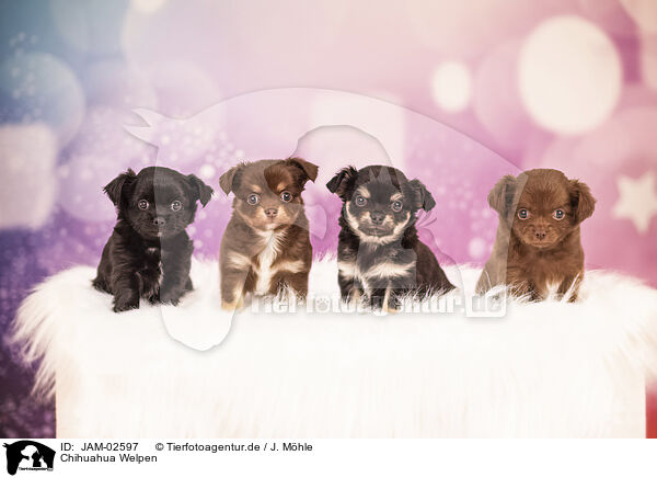 Chihuahua Welpen / Chihuahua Puppies / JAM-02597