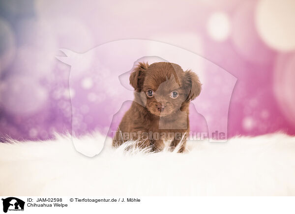 Chihuahua Welpe / Chihuahua Puppy / JAM-02598