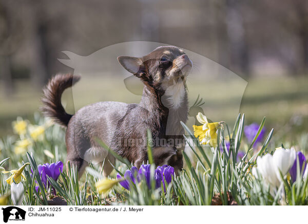 Chihuahua / Chihuahua / JM-11025