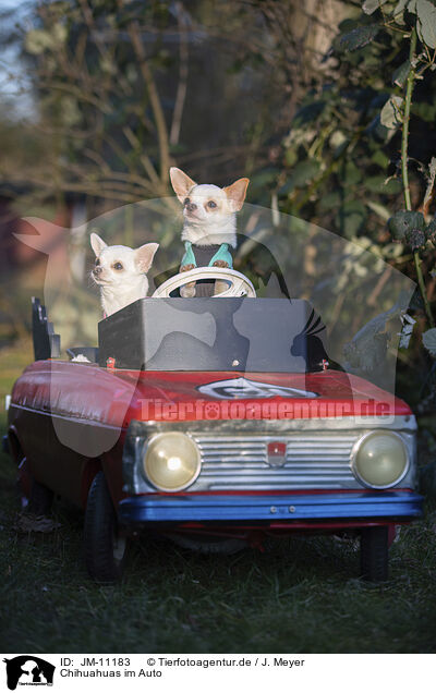 Chihuahuas im Auto / JM-11183
