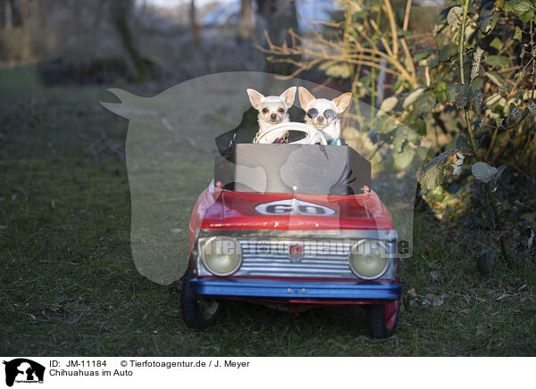 Chihuahuas im Auto / JM-11184