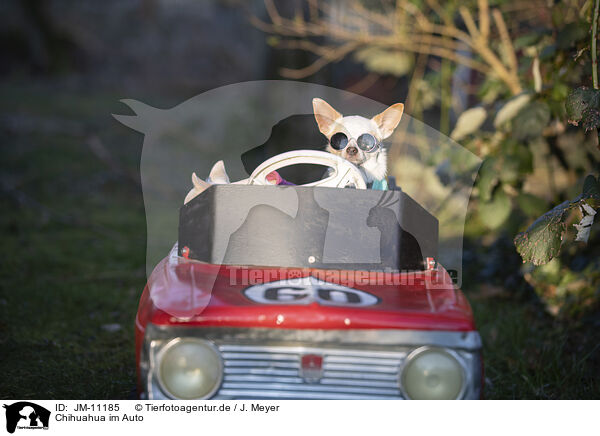Chihuahua im Auto / Chihuahua in car / JM-11185