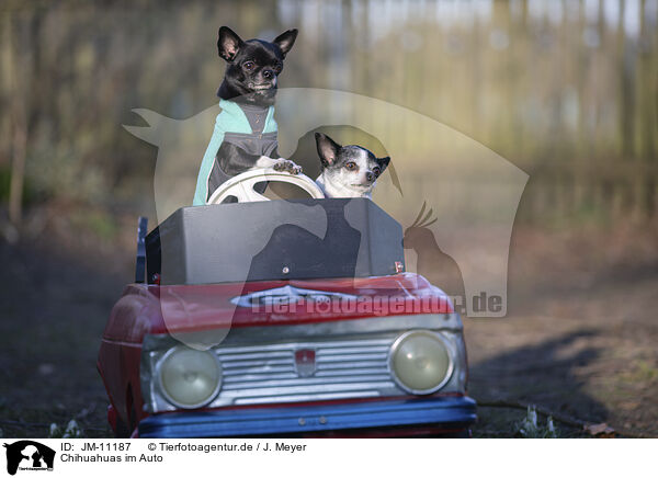Chihuahuas im Auto / Chihuahuas in car / JM-11187