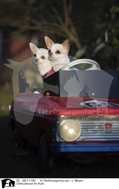 Chihuahuas im Auto / Chihuahuas in car / JM-11190