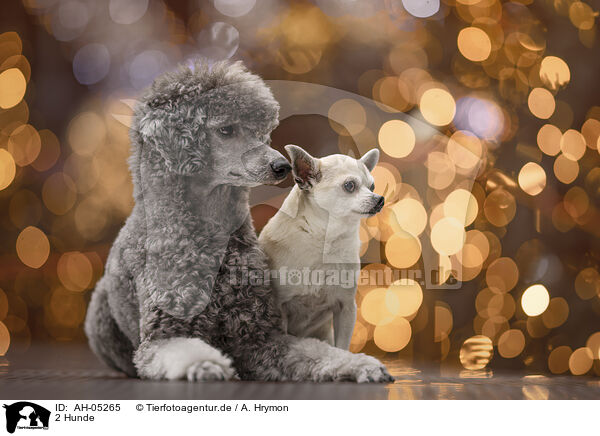 2 Hunde / 2 dogs / AH-05265