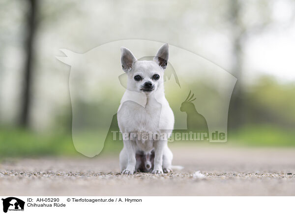 Chihuahua Rde / male Chihuahua / AH-05290