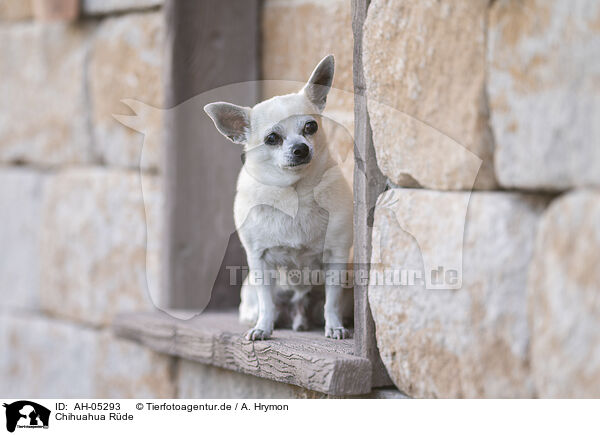 Chihuahua Rde / AH-05293