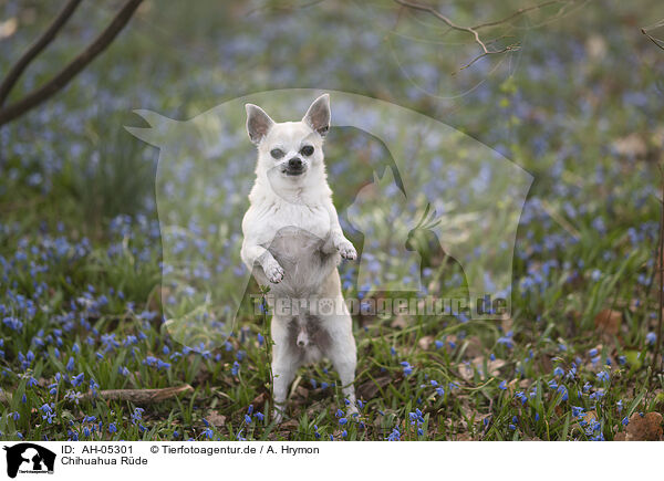 Chihuahua Rde / male Chihuahua / AH-05301