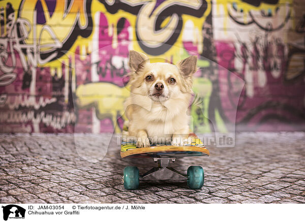 Chihuahua vor Graffiti / JAM-03054