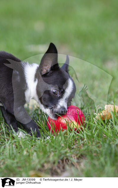 junger Chihuahua / young Chihuahua / JM-13099