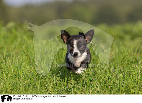 junger Chihuahua / young Chihuahua / JM-13101