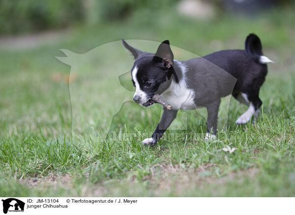 junger Chihuahua / JM-13104