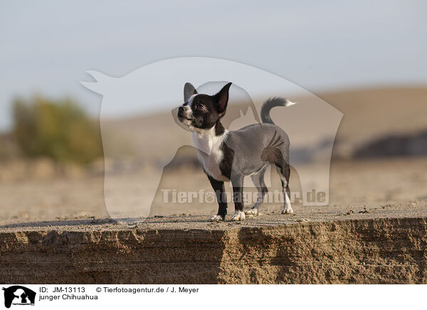 junger Chihuahua / JM-13113