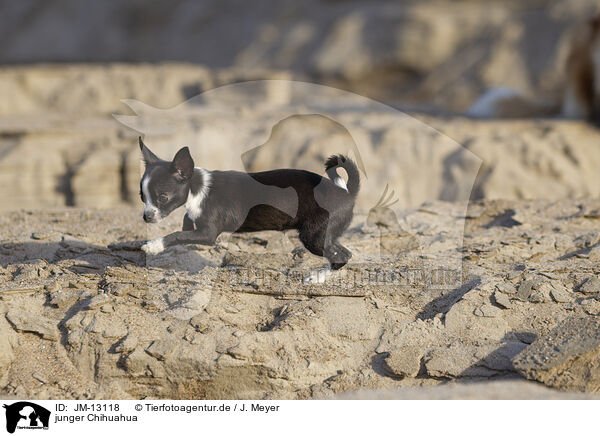 junger Chihuahua / young Chihuahua / JM-13118