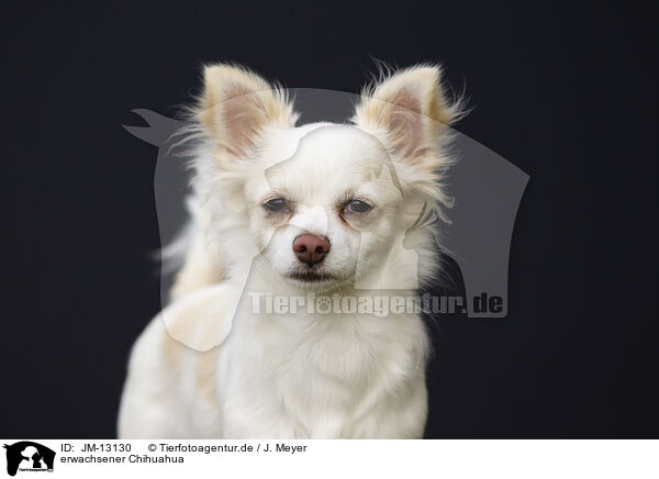 erwachsener Chihuahua / JM-13130
