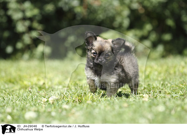 Chihuahua Welpe / JH-29046
