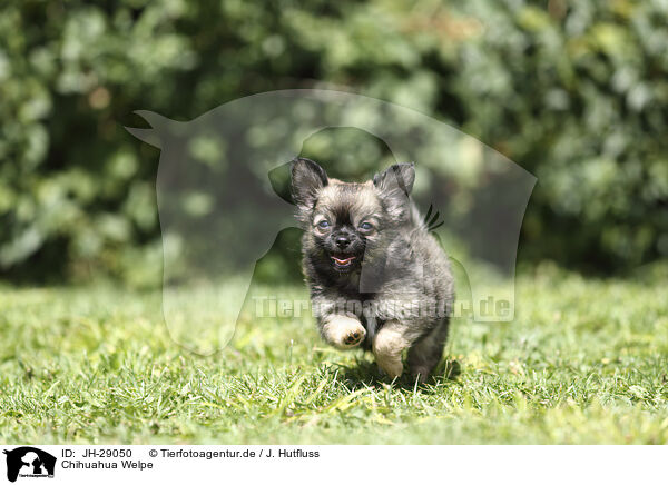 Chihuahua Welpe / Chihuahua Puppy / JH-29050