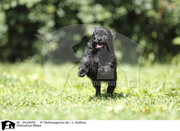 Chihuahua Welpe / JH-29055