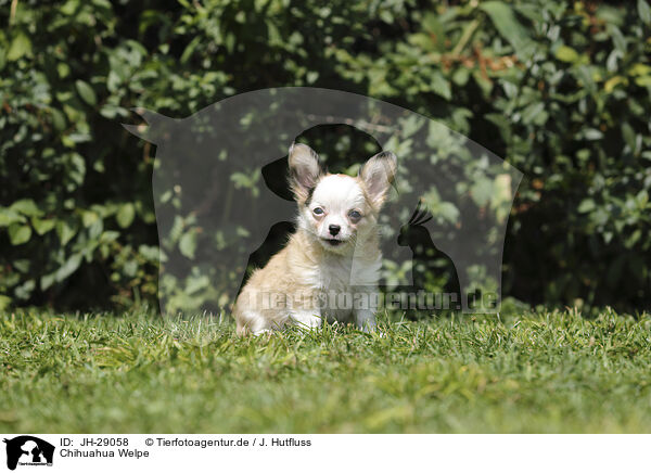 Chihuahua Welpe / JH-29058
