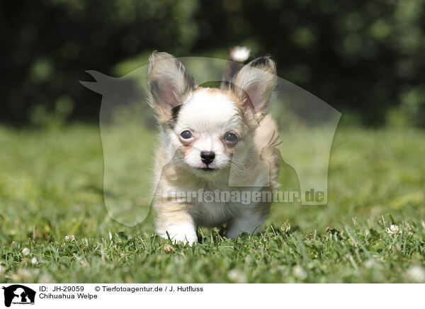 Chihuahua Welpe / JH-29059