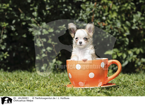 Chihuahua Welpe / Chihuahua Puppy / JH-29061