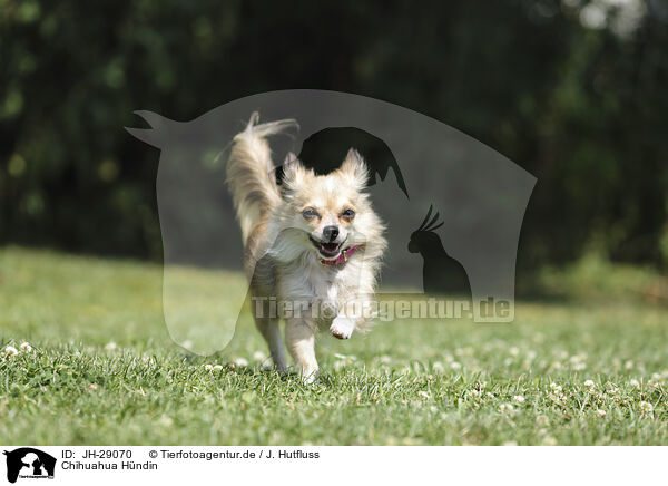 Chihuahua H�ndin / JH-29070