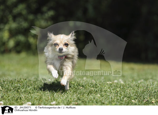 Chihuahua H�ndin / JH-29071