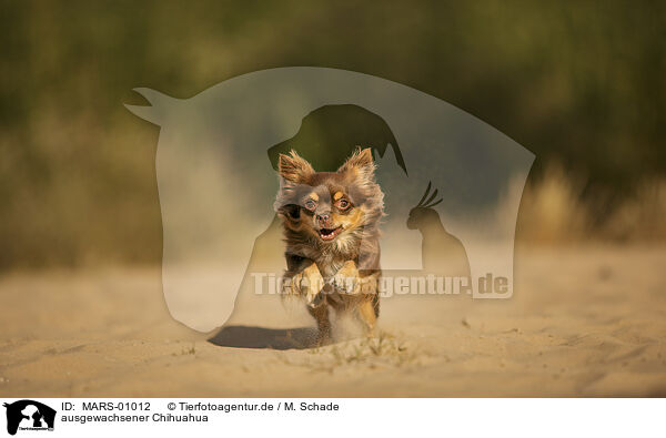 ausgewachsener Chihuahua / adult Chihuahua / MARS-01012