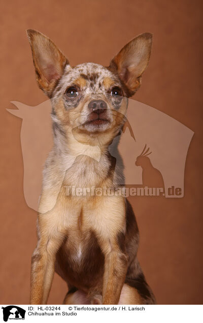 Chihuahua im Studio / HL-03244