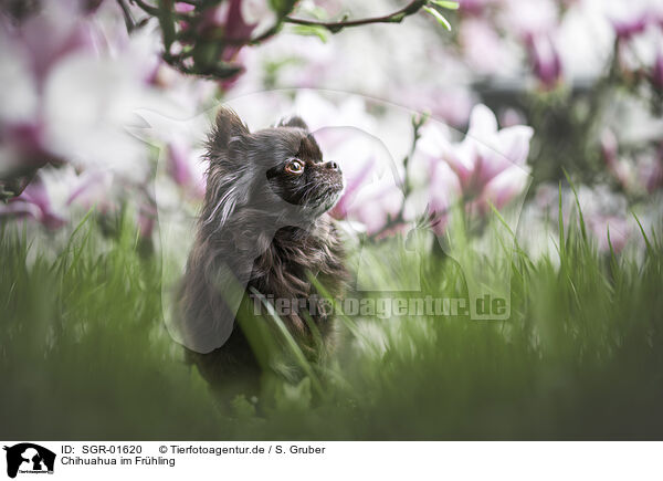 Chihuahua im Frhling / SGR-01620