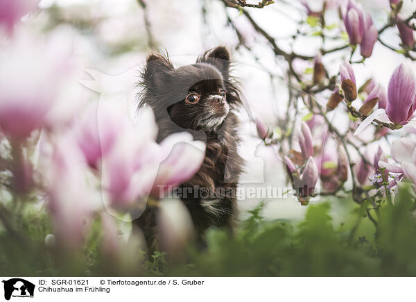 Chihuahua im Frhling / Chihuahua in spring / SGR-01621