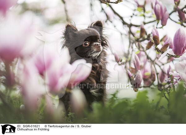 Chihuahua im Frhling / SGR-01621