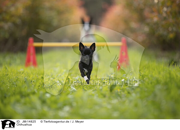 Chihuahua / JM-14825