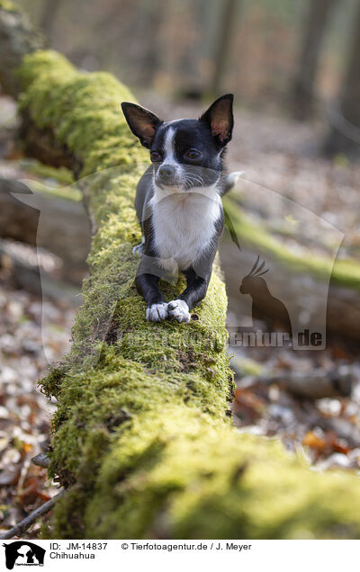 Chihuahua / Chihuahua / JM-14837