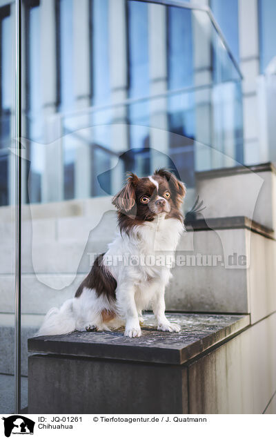 Chihuahua / JQ-01261