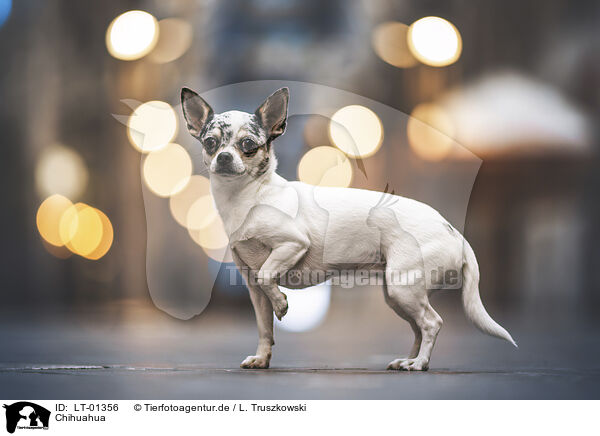Chihuahua / LT-01356